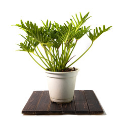 Philodendron Xanadu Plant in pot isolated on white background