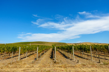 Fototapeta na wymiar Rural landscape with vineyard and blue sky