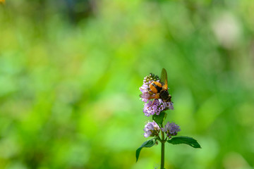 A Fly on flower in green nature