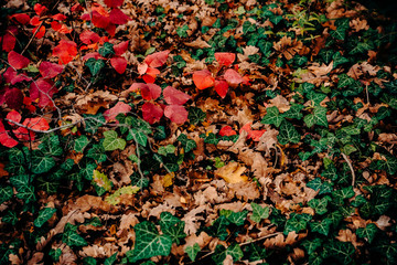 Autumn colors of foliage on the ground. Great time for textured photos