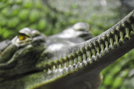 Detail photo of Gharial. The gharial (Gavialis gangeticus), also known as the gavial, and fish-eating crocodile is a crocodilian in the family Gavialidae. 