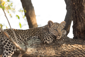 Leoprad cub on tree resting, baby leopard on tree in the wilderness of Africa