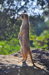 The meerkat (Suricata suricatta) or suricate is a small carnivoran in the mongoose family. Animal during hot summer day with green background.  