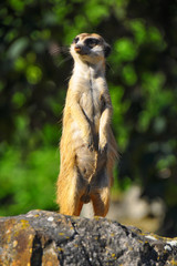 The meerkat (Suricata suricatta) or suricate is a small carnivoran in the mongoose family. Animal during hot summer day with green background.  
