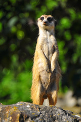 The meerkat (Suricata suricatta) or suricate is a small carnivoran in the mongoose family. Animal during hot summer day with green background.  
