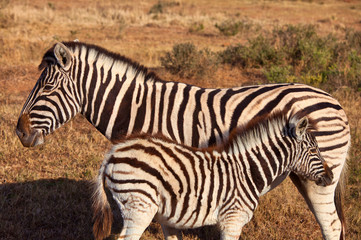 Fototapeta na wymiar zebra with kitten in africa