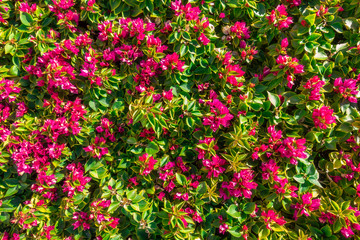 Flowers And Leaves Background. Purple Lesser Bougainvillea Glabra Bush. Floral Summer Wallpaper. Queen Bougainvillea Blossom Hedge. Ornamental Bugambilia Plant Green Fence.