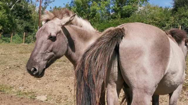 Male and female Tarp&aacute;n Tarpan breed horses in the Teverga Prehistory Park. Asturias. Spain