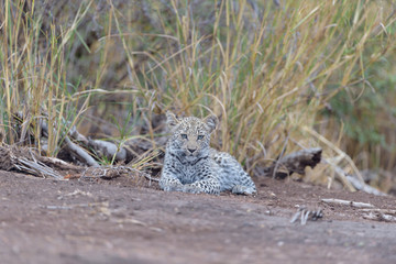 Leopard cub, baby leopard in the wilderness of Africa