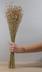 Hand holding stems of flax crop on grey background with copy space. Vertical banner