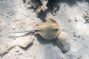 Bluespotted Ribbontail Ray (Taeniura lymma) In Red Sea, Egypt. Close Up Of Dangerous Underwater Spotted Stingray Laing In The Sand. Beautiful Indo-Pacific Ocean Fish. Diving Photography.