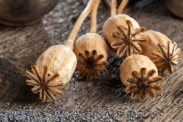 Dried poppy heads with poppy seeds, close up