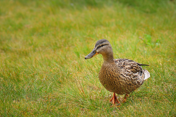 Naklejka na ściany i meble Female of a duck with green background. The mallard is a dabbling duck that belongs to the subfamily Anatinae of the waterfowl family Anatidae.