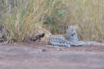 Leopard cub, baby leopard in the wilderness of Africa