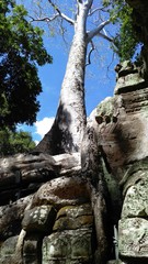 angkor wat cambodia