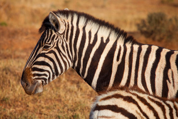 Fototapeta na wymiar zebra on savanna