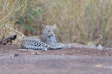 Leopard cub, baby leopard in the wilderness of Africa