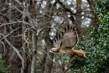 Red tailed hawk at Raptor Show in Pine Mountain Gerogia.
