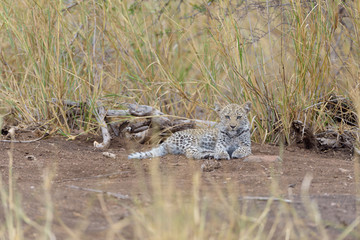Leopard cub, baby leopard in the wilderness of Africa