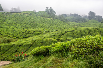 Tea plantation in Cameron Highlands. Foggy morning. Malaysia