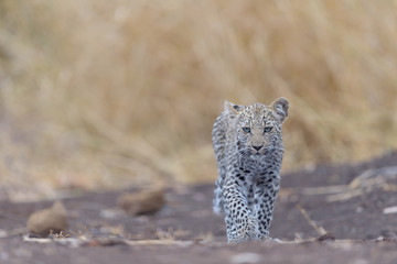 Leopard cub, baby leopard in the wilderness of Africa