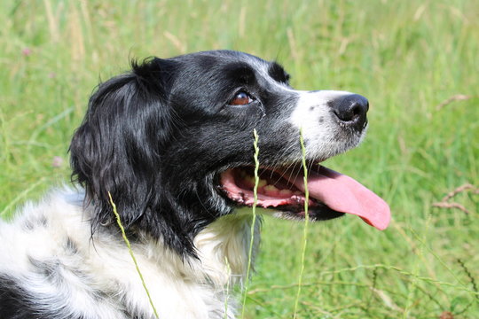 Stabyhoun, Stabij dog portrait head