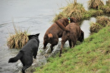 herd of horses on pasture