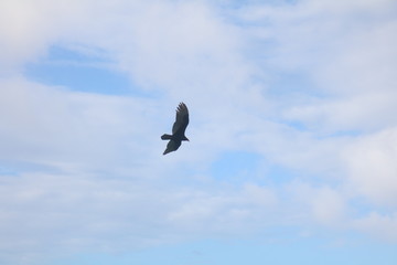 Jamaica`n Birds 