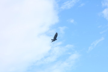 Jamaica`n Birds 