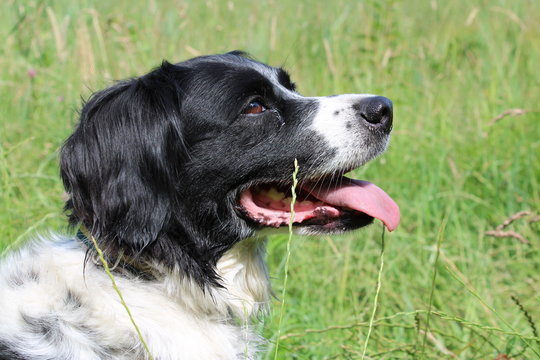 Stabyhoun, Stabij dog portrait head