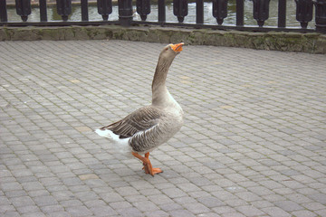 Fototapeta premium A gray goose with his head held high steps along the path of the city park