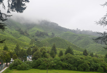 Obraz premium Tea plantation in Cameron Highlands. Foggy morning. Malaysia