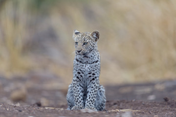 Leopard cub, baby leopard in the wilderness of Africa