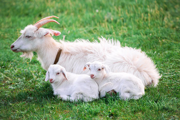Goats resting heads on each other. Togetherness, concept.