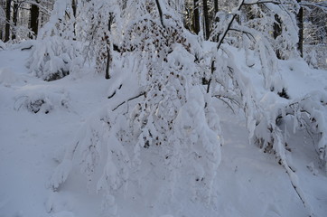 Trees covered with hoarfrost and snow in mountains