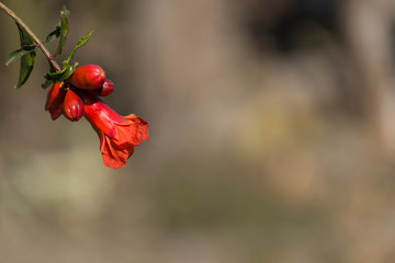 flor y capullos de granada sobre fondo difuso