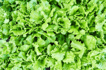 Fresh green lettuce leaves are growing in the garden