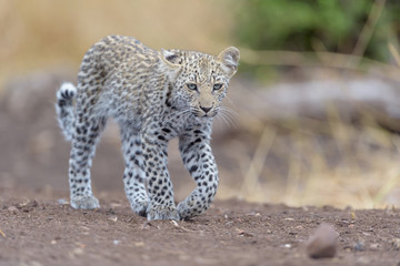 Leopard cub, baby leopard in the wilderness of Africa