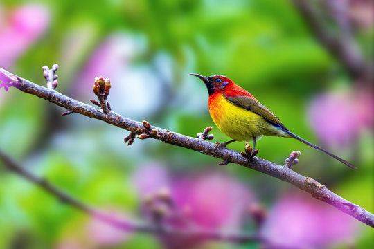 Mrs. Gould's Sunbird or Aethopyga gouldiae, beautiful bird perching on branch with green background , Wild Himalayan Cherry.