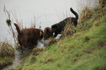 herd of cows grazing in meadow