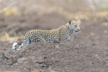 Leopard cub, baby leopard in the wilderness of Africa