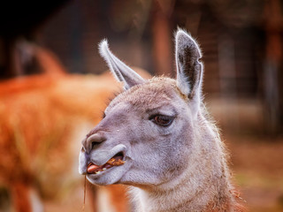 Obraz premium Portrait of head Alpaca, Vicugna pacos, Llama, that chews grass. It is is a species of South American. It behaves mainly due to the production of high quality wool.