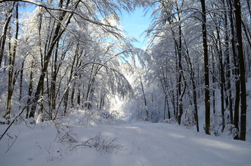 Trees covered with hoarfrost and snow in mountains