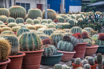 Various type of cactus in brown pots at Cactus Valley Point. Cameron Highlands mountains, cacti farm, Malaysia