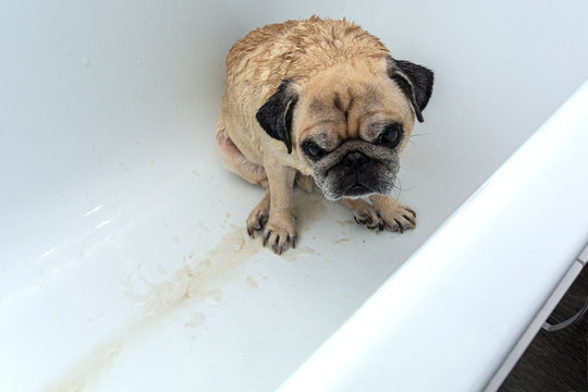 Pug dog in the bathroom. Wet sad dog in the process of washing. Sad lonely animal. Copy space.