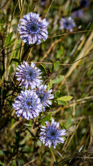 Primavera adelantada
