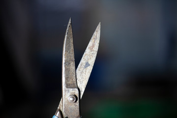 Scissors close-up. Blades of old paper cutting scissors. Hand tool. A metal item. Industrial steel product.