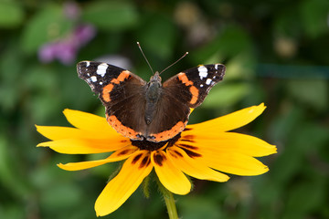 Winged Admiral butterfly on a small yellow Echinacea flower