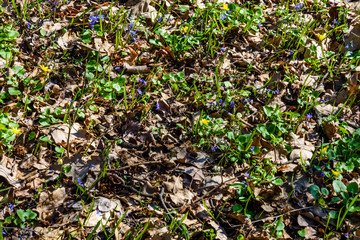 Blue scilla flowers in the forest on spring