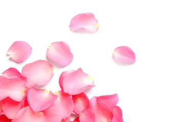 Fresh pink rose petals on white background, top view